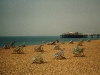 Brighton Beach