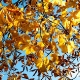 Herbstfarben.