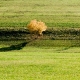 Gelber Baum mit Schatten.