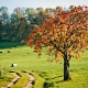 Herbstbaum auf Wiese.