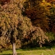 Apfelbaum.