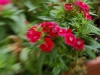 Eine Blume