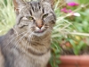 Fotomodell Stromi