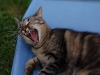 Eher doch ein Tiger?