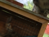 Tiere