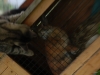 Tiere