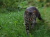 Stromi im Gras