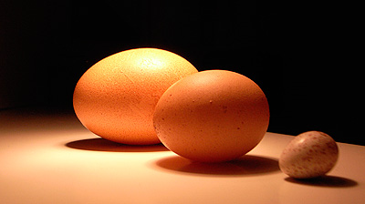 Eier-Vergleich Links: Anonym (2009), Mitte: Karola (2009), Rechts: Blaumeise (1988)