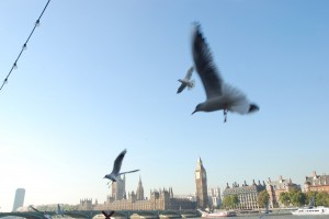 Möwen vor Big Ben & Houses of Parliament Möwen vor Big Ben & Houses of Parliament