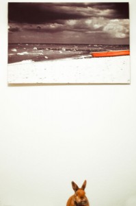 Der Hase und das Meer