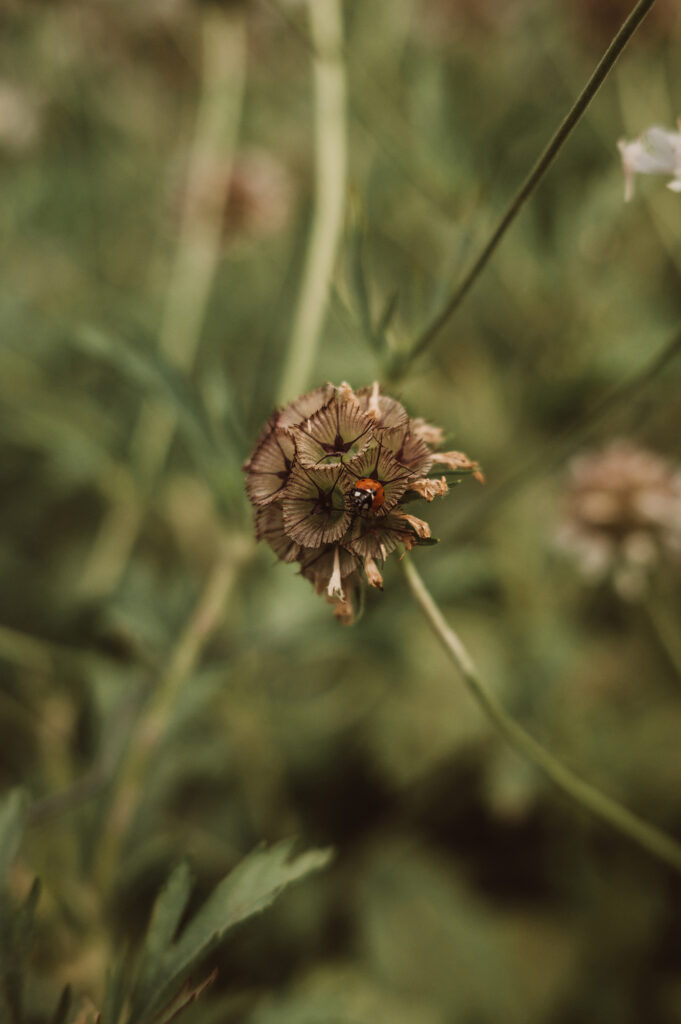 Caro Wolf's urwüchsig in Bad Boll: Marienkäfer auf Blume