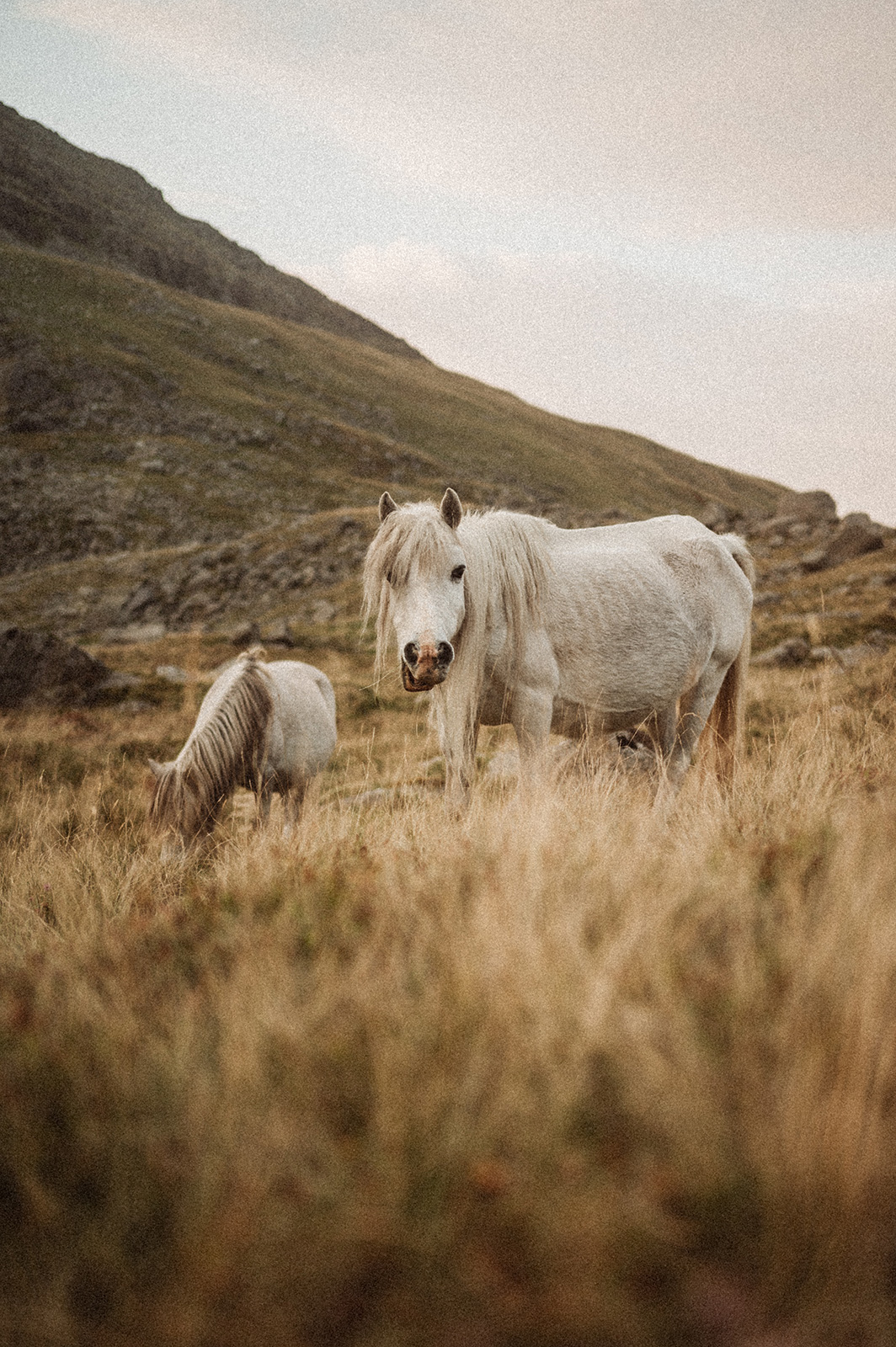 North Wales Wild Camp