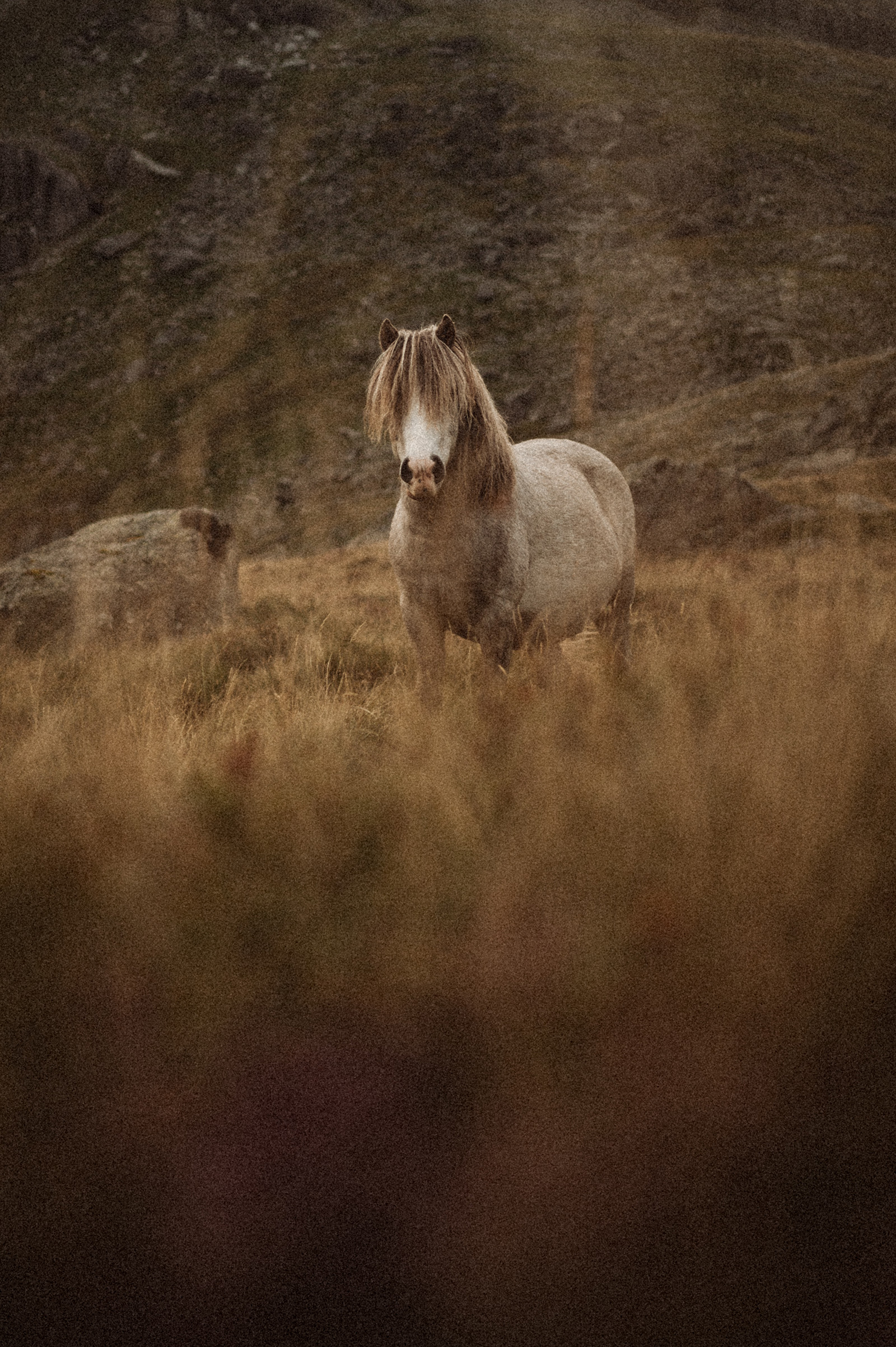 North Wales Wild Camp